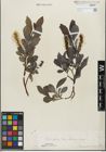 Foto von Salix glabra Scop.
